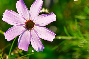 上堰潟公園　角田山（新潟県）