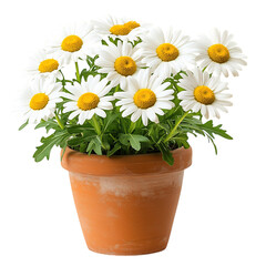 A Vibrant Potted Daisy Plant with White and Yellow Flowers Isolated on Transparent Background