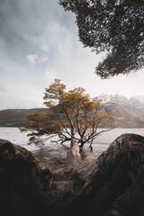 Tree growing on the coast of Ushuaia. On the way to Milestone XXIV