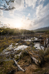 Beaver dam system in Ushuaia. Wooden dams created by beavers blocking rivers in Patagonia.