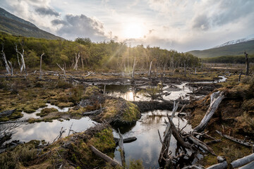 Beaver dam system in Ushuaia. Wooden dams created by beavers blocking rivers in Patagonia.