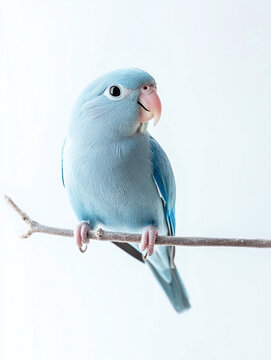 Blue parrotlet isolated on a white background, animal.