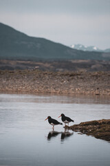 Magellanic oystercatcher or southern oystercatcher. A species of charadriform bird of the...