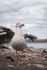 Seagull in a lagoon in Patagonia. White coastal bird in Ushuaia