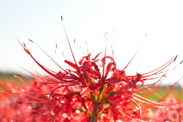 岩室のヒガンバナ（新潟県）