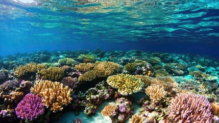 Fototapeta premium Underwater coral reef, vibrant colors, marine life, clear water, beautiful scene, nature's wonders, ideal for educational resources or tourism