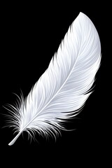 White feather with detail on black background	