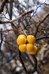 yeast fungus from the Andean Patagonian forests of Argentina. Named Saccharomyces eubayanus