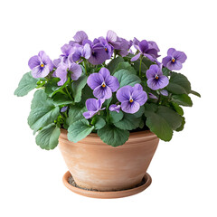 A Small Potted Violet Plant with Soft Purple or Pink Flowers Isolated on Transparent Background