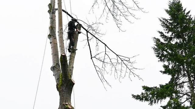 Professional tree removal, worker high up in a cottonwood tree with chainsaw cutting a chunk off a log round, section of tree trunk
