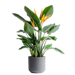 A Tropical Bird of Paradise Plant with Unique Orange Isolated on Transparent Background