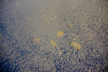 Tampa, Florida USA - Dec 28, 2024: Tampa northdale lake park trail winter landscape	
