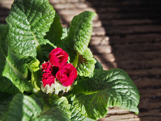 Close-up of a red primrose (primula vulgaris) growing in a flower pot. Bonn, Germany.  Concept:...