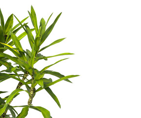 Fototapeta premium Bush leaves isolated on transparent background. Shrub leaves isolated on transparent background. Bush or Shrub leaves, branch, twigs, foliage, branches PNG. Bush leaves isolated on white background. 