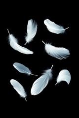 Obraz premium Set of white feathers on black background 