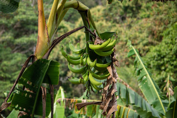 Close up on plantains in a tree