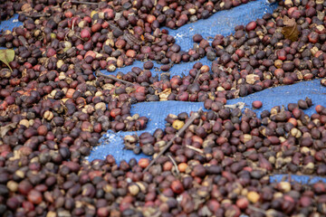 Close up on coffee beans drying