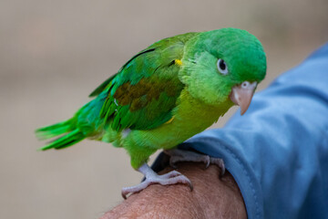 a small green parrot perched on a man’s arm