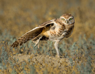 Burrowing Owl does a good moring stretch with its right leg and wing'