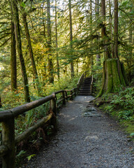Tropical trees and moss forest in west Canada in October