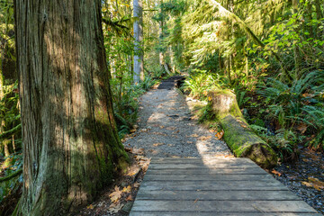 Tropical trees and moss forest in west Canada in October