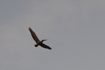 Mexican pelican in the sky at sunset