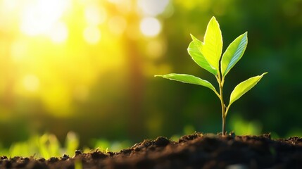 Fresh seedling emerging from soil under sunrays. Perfect for growth, sustainability, nature, or eco startup themes.