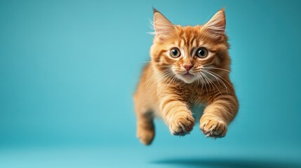 Ginger kitten leaps, blue backdrop, studio shot, pet advertising