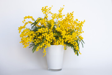 Bouquet of yellow mimosa flowers in white vase for International Women's Day
