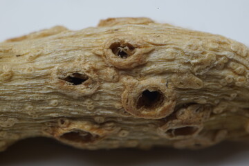 Macrophotography of part of dry cardamom where holes are seen
