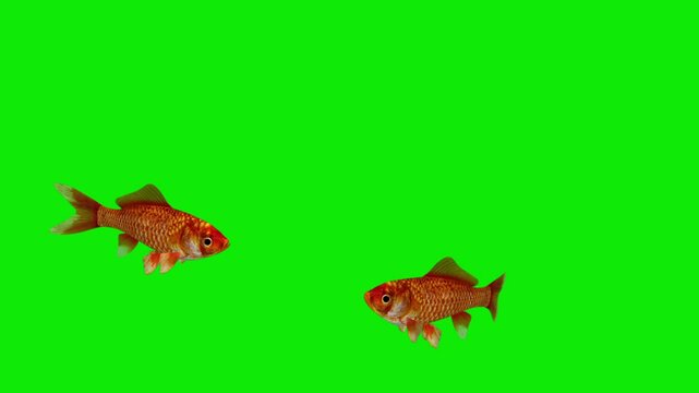 2 Red Goldfishes - Swimming Around Loop - Green Screen - Realistic 3D animation isolated on chroma key background