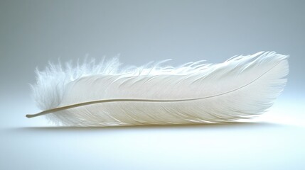 Obraz premium White feather on light background 