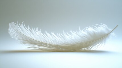 Obraz premium White feather on light background 