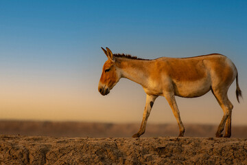 Indian Wild Ass Grazing at Wild Ass Sanctuary, Little Rann of Kutch