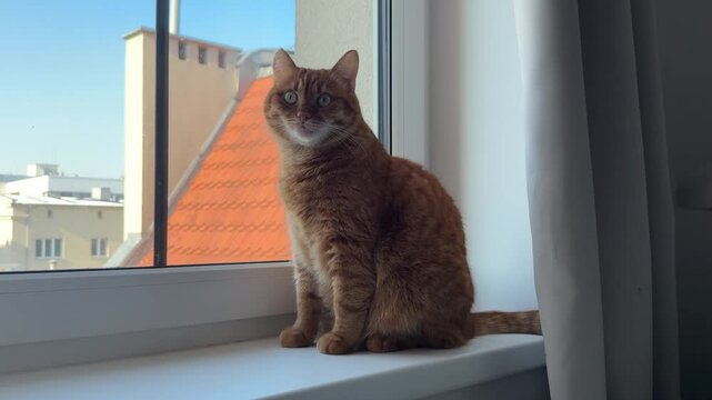 Adult orange cat sitting by the window and looking attentively