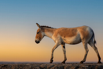 Indian Wild Ass Grazing at Wild Ass Sanctuary, Little Rann of Kutch