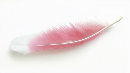 Soft pink feather on white background	