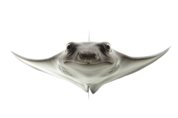 Close up of a grey stingray with its wings spread against a black background. The stingray is centered and facing the camera
