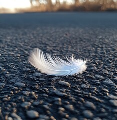 Small feather resting on asphalt road	