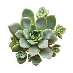 A Small Succulent Plant with Plump Fleshy Leaves Isolated on Transparent Background