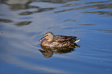duck in the water