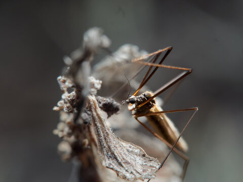 Tipuloidea