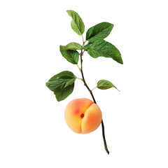 Fresh Peach with Mint Leaves Isolated on Transparent Background