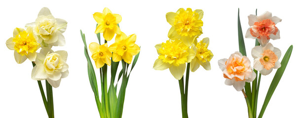Set of flowers narcissus different in bouquets isolated on white background. Spring time, Women's Day, Wedding, Anniversary, Easter, Holiday