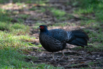 Kalij pheasant