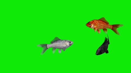 Colorful Goldfishes - Red, Black and White - Swimming Around Loop - Green Screen - Realistic 3D animation isolated on chroma key background