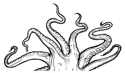 Tentacles of octopus, vector hand drawn collection of illustrations. Black and white engraving style drawings. Tentacle straight and with rings in different angles.