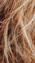 Fototapeta premium Textured Close-Up of Light Brown Hair