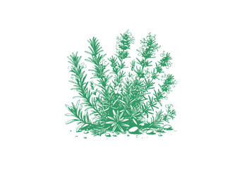 Rosemary Hand Drawn Illustration Sketch Vector Isolated