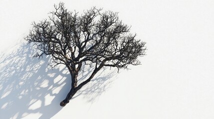 Fototapeta premium Lonely Tree in a Serene Winter Landscape